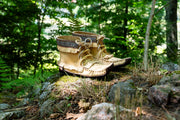 Men's Earthing Ankle Moccasin Boots (Limited Edition)