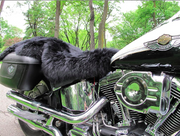 Black Sheepskin Motorcycle Seat Cover