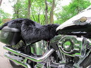 Black Sheepskin Motorcycle Seat Cover